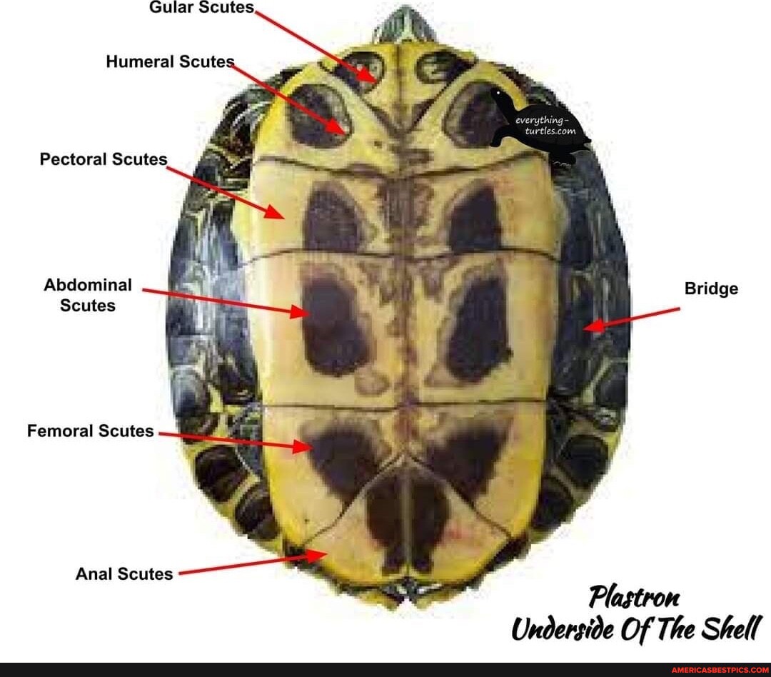 Gular Humeral Scute: Pectoral Scutes. Abdominal Bridge Scutes Femoral ...