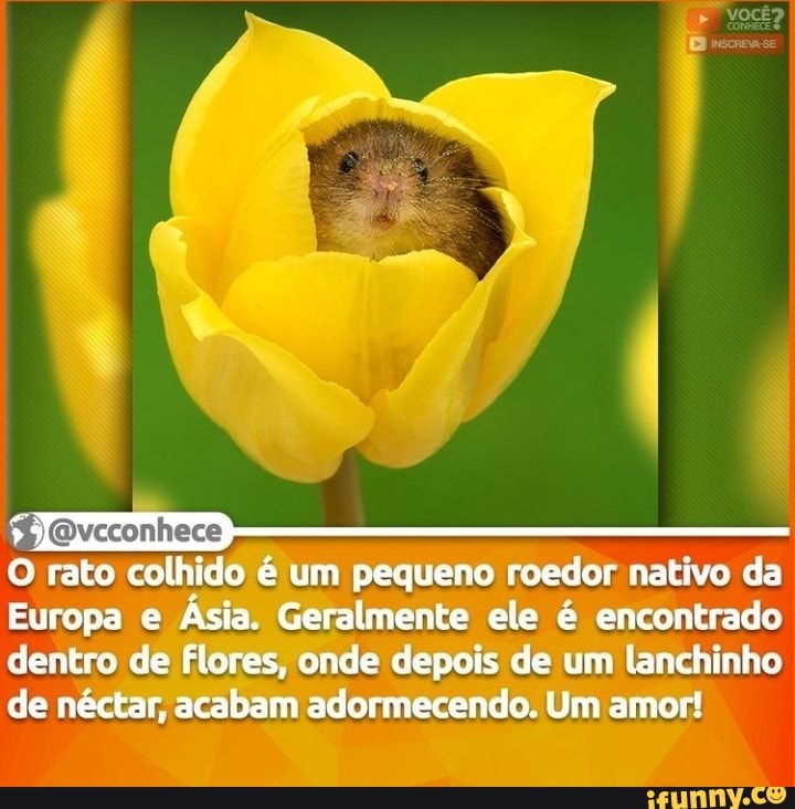 O rato colhido é um pequeno roedor nativo da
Europa e Ásia. Geralmente ele é encontrado dentro de Flores, onde depois de um lanchinho de néctar, acabam adormecendo. Um amor!