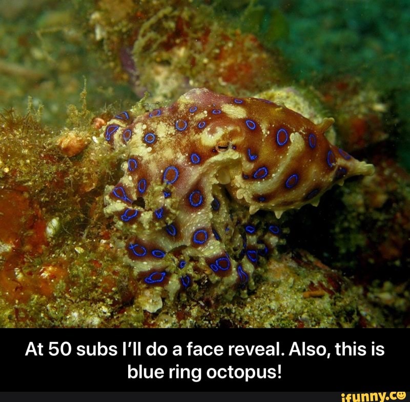 A Pa
Ed Bu
At 50 subs I'll do a face reveal. Also, this is
blue ring octopus! - At 50 subs I’ll do a face reveal. Also, this is blue ring octopus!