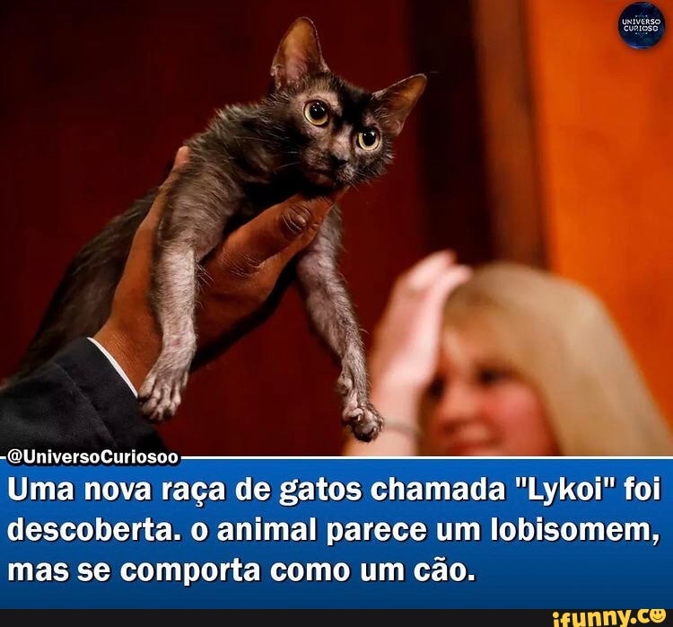 -QUniversoCuriosoo
Uma nova raça de gatos chamada "Lykoi" foi descoberta. o animal parece um lobisomem, mas se comporta como um cão.