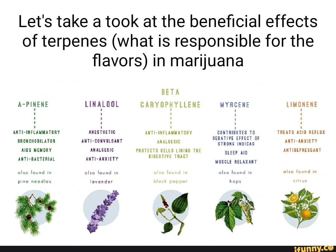 Let's take a took at the beneficial effects of terpenes (what is