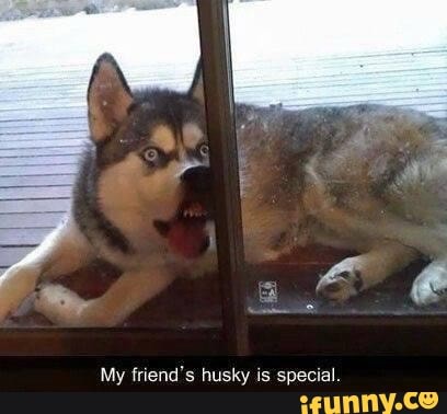 My friend's husky is special.