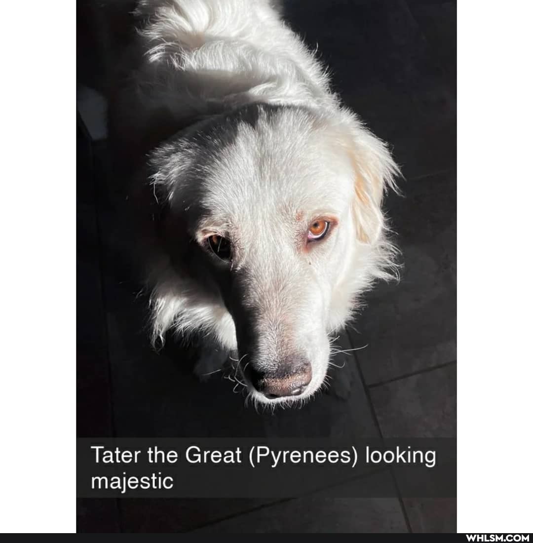 Tater the Great (Pyrenees) looking majestic