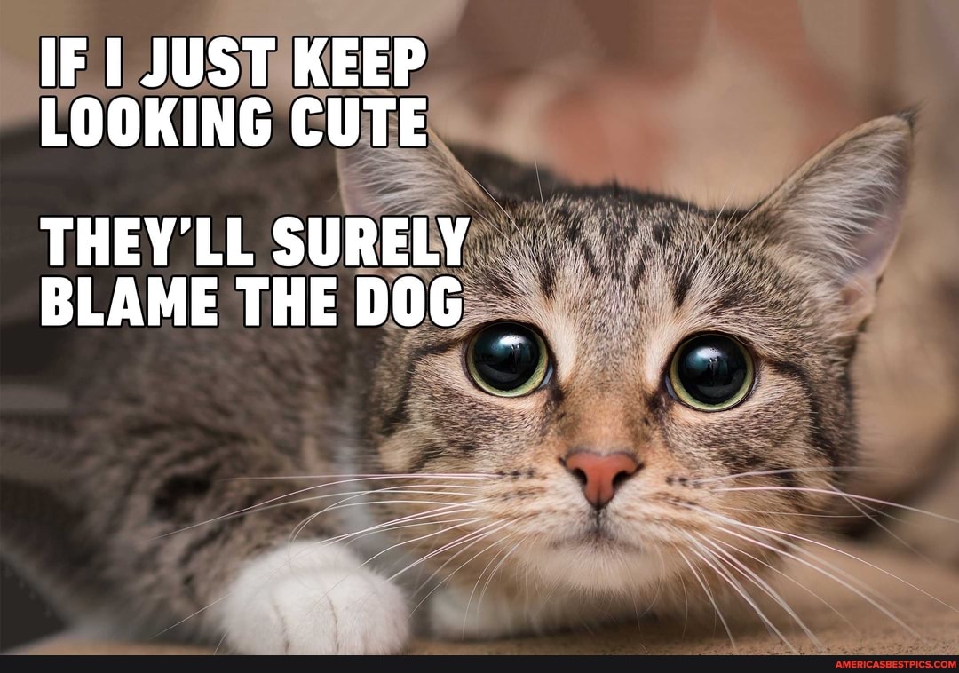 IF I JUST KEEP LOOKING CUTE
THEY'LL SURELY BLAME THE DOG