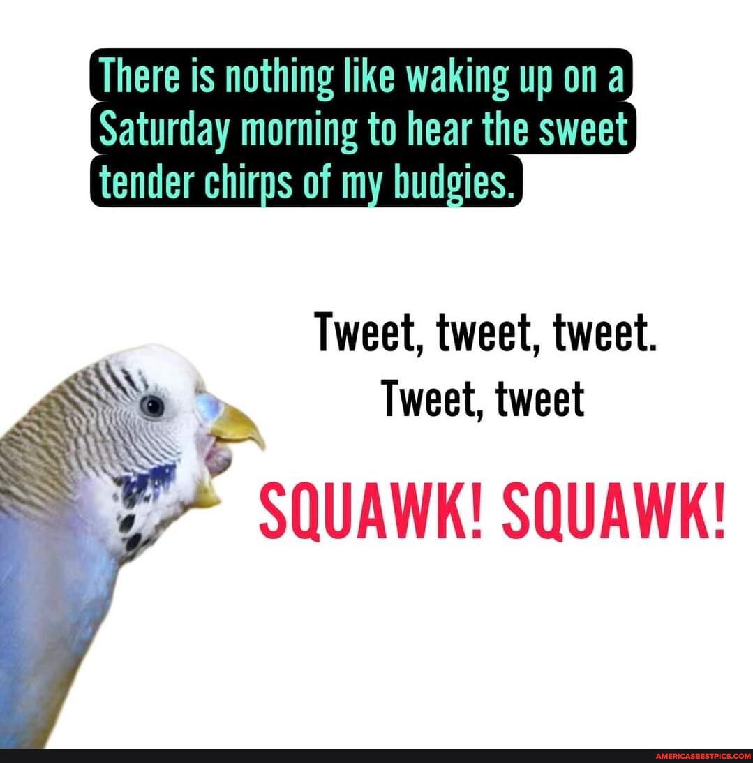 There is nothing like waking up on Saturday morning to hear the sweet