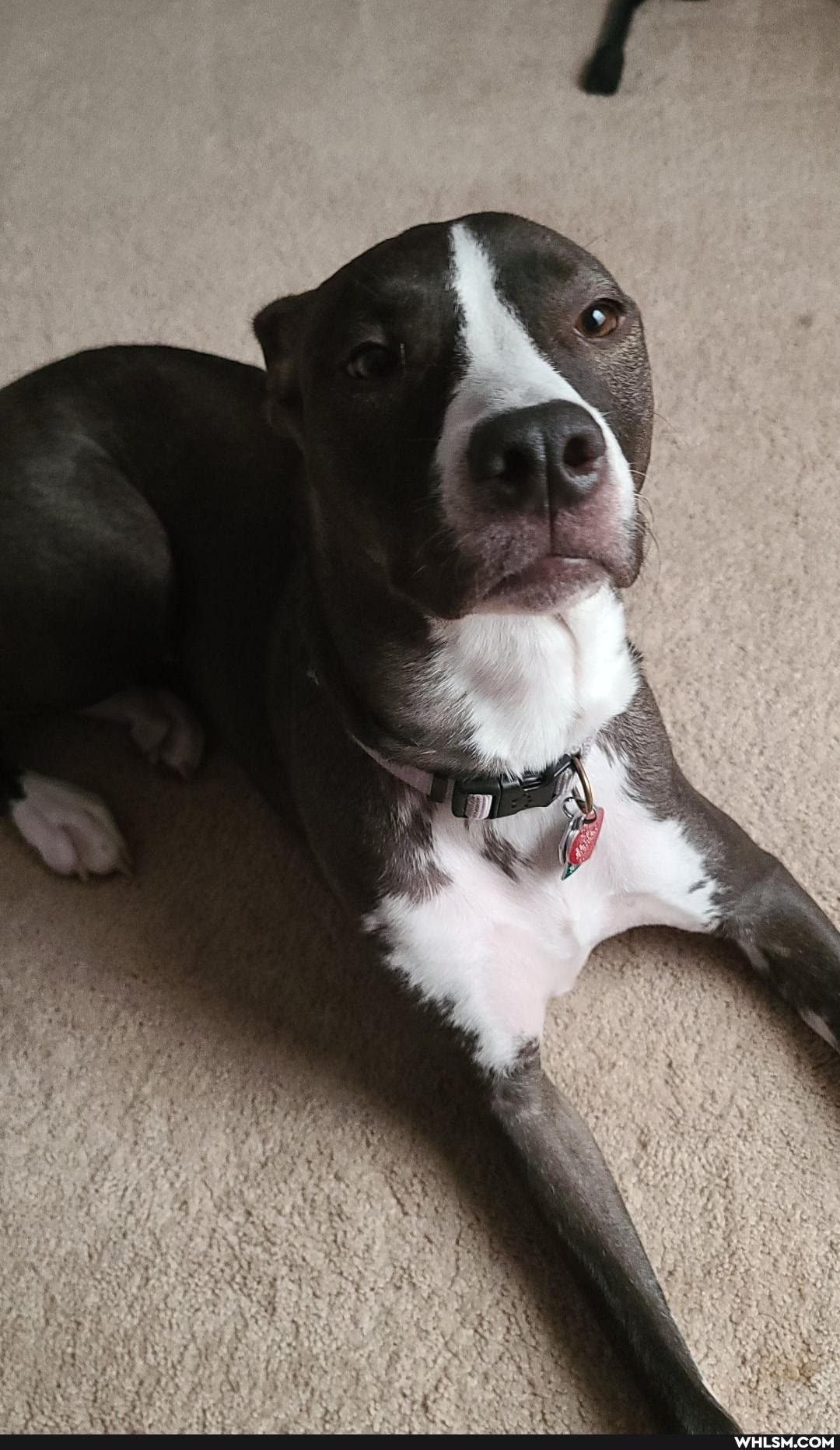 puppy, dog, pets