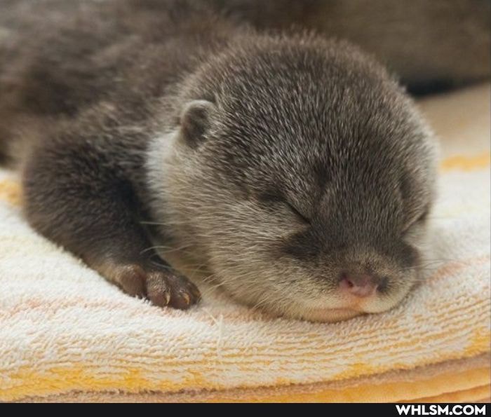 aww, baby_animals, otter, til_otters_are_hella_loud