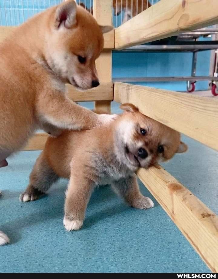 dog, doggo