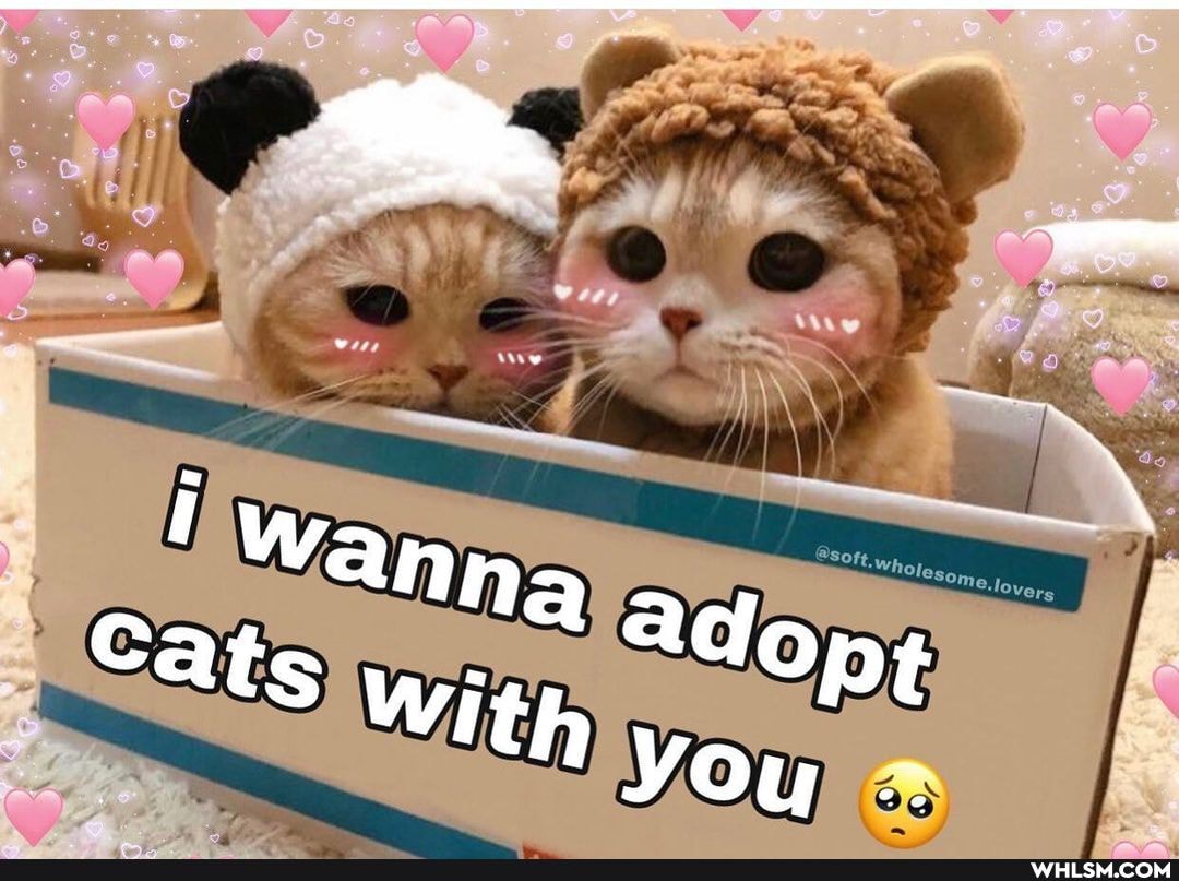 Na Adopt
Cats wi
th You