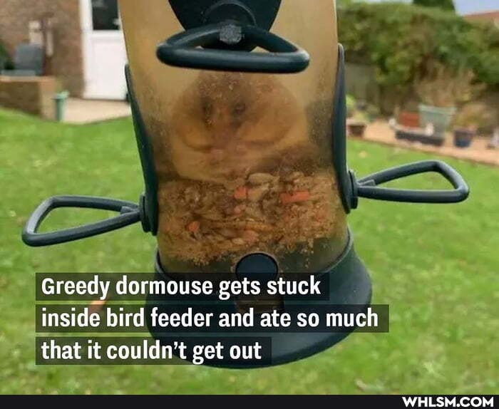 Greedy dormouse gets stuck inside bird feeder and ate so much that it couldn't get out