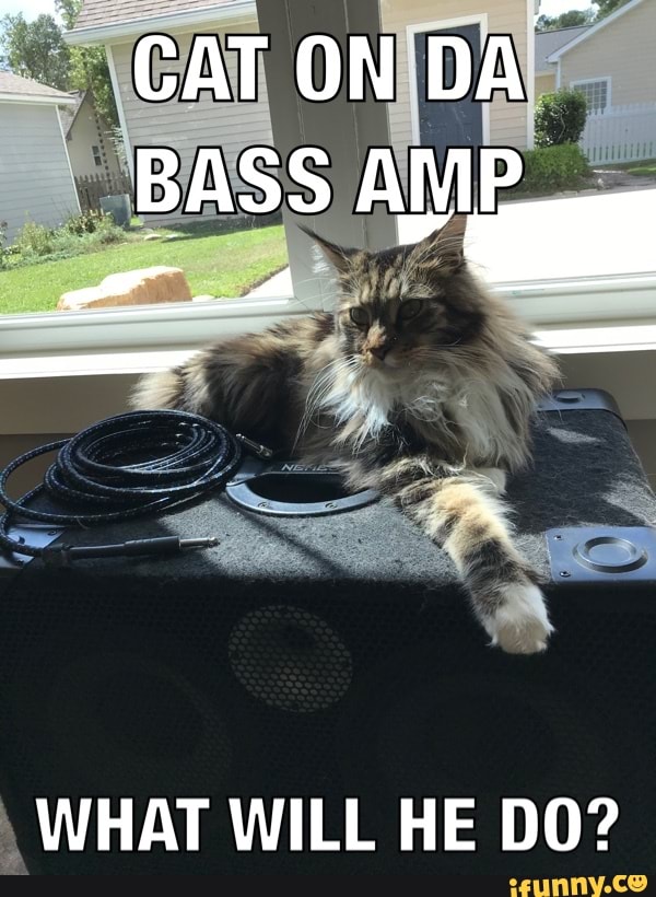 CATON DA
BASS AMP
WHAT WILL HE DO?