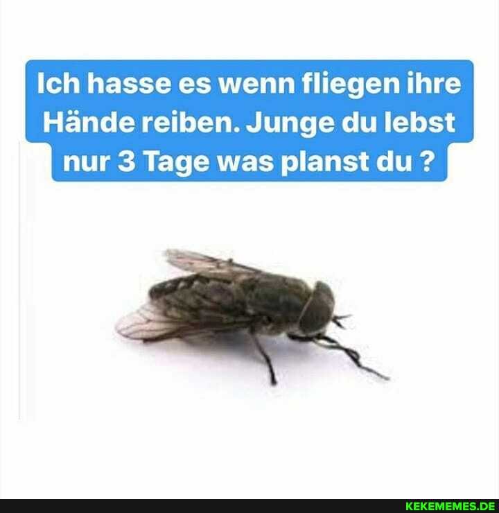Ich hasse es wenn fliegen ihre
Hände reiben. Junge du lebst nur Tage was planst du ?