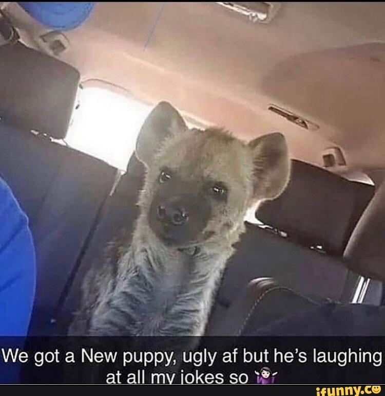We got a New puppy, ugly af but he's laughing
at all my iokes so
127