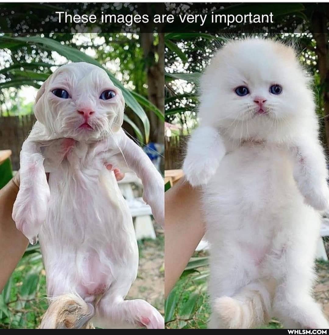 These images are very important