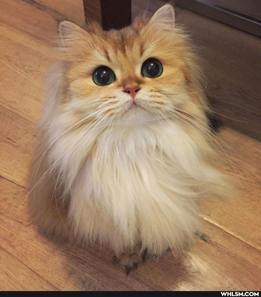 cat, cuteanimals, cutecat
