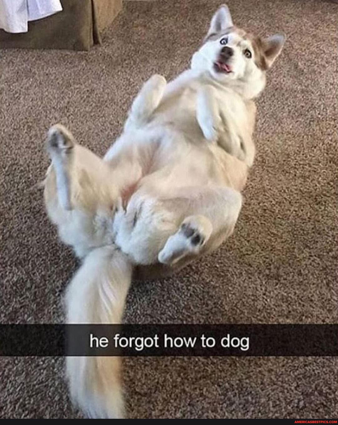 he forgot how to dog