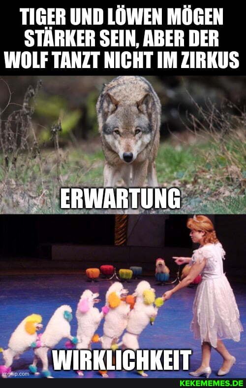 TIGER UND LÖWEN MÖGEN STARKER SEIN, ABER DER WOLF TANZT NICHT IM ZIRKUS
ERWARTUNG
WNRKLICHKFIT