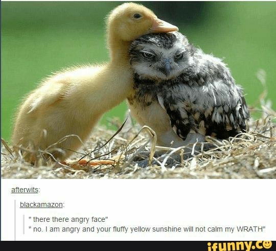 blackamazon
here there angry face"
"no. I am angry and your fluffy yellow sunshine will not calm my WRATH"