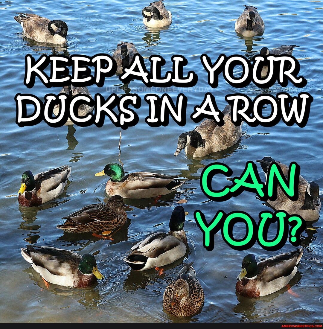 KEEP ALL YOUR DUCKS IN ROW