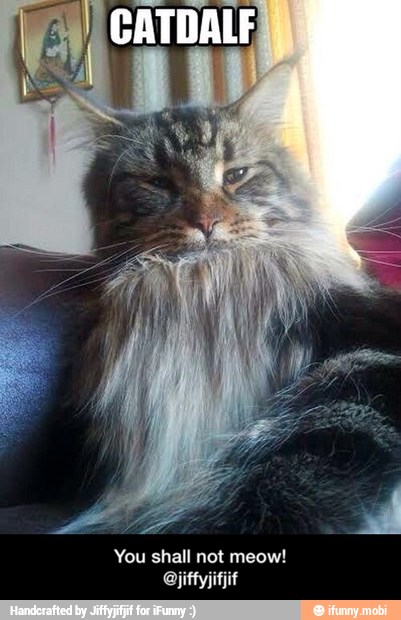 You shall not meow! - You shall not meow! @jiffyjifjif