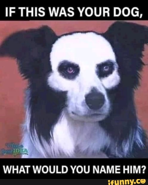 IF THIS WAS YOUR DOG,
WHAT WOULD YOU NAME HIM?