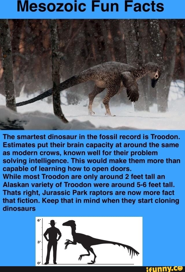 Mesozoic Fun Facts The smartest dinosaur in the fossil record is Troodon. Estimates put their
