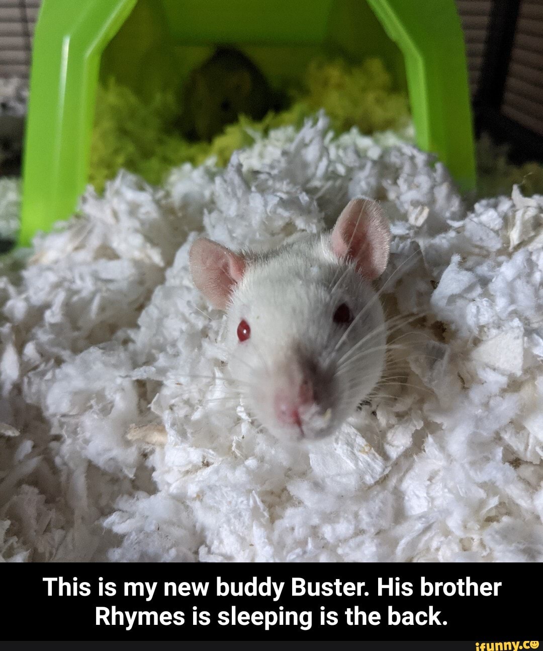 This is my new buddy Buster. His brother
Rhymes is sleeping is the back. - This is my new buddy Buster. His brother Rhymes is sleeping is the back.