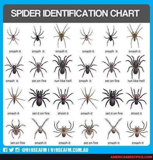 SPIDER IDENTIFICATION CHART America’s best pics and videos