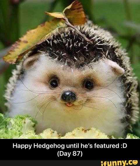 La Mi
Happy Hedgehog until he's featured :D - Happy Hedgehog until he’s featured :D (Day 87)