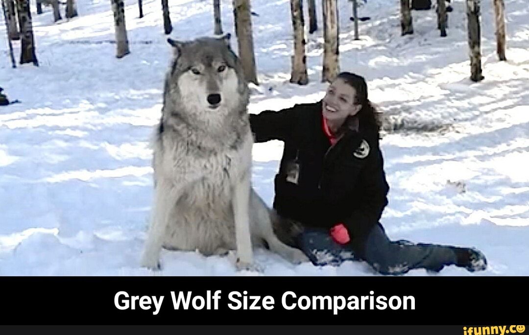 Grey Wolf Size Comparison - Grey Wolf Size Comparison - iFunny