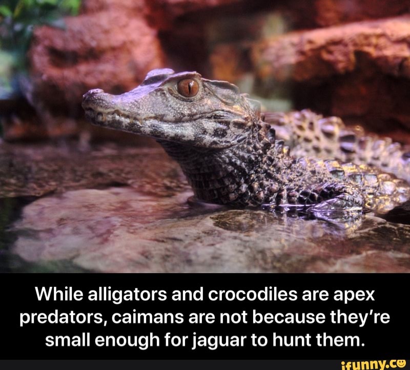 Caimans memes. Best Collection of funny Caimans pictures on iFunny