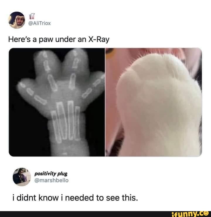 @AIITriox
Here's a paw under an +Ray
positivity plug
i didnt know needed to see this.