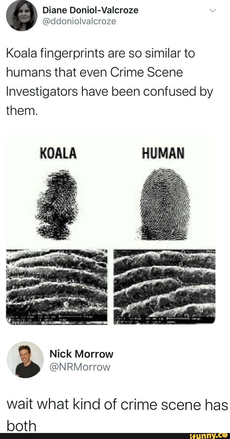 Koala fingerprints are so similar to humans that even Crime Scene
Investigators have been confused by them.
KOALA HUMAN
Nick Morrow
@NRMorrow wait what kind of crime scene has both