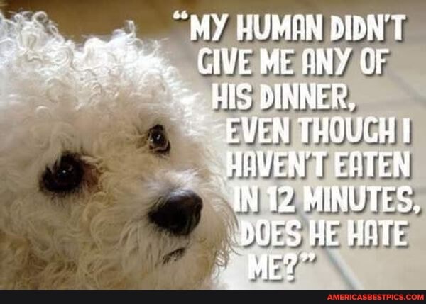 MY HUMAN DIDN'T,
CINE ME NY OF HIS DINNER,
EVEN THOUGH HAVEN'T EN IN 12 MINUTES,
DOES HE HATE ME?"