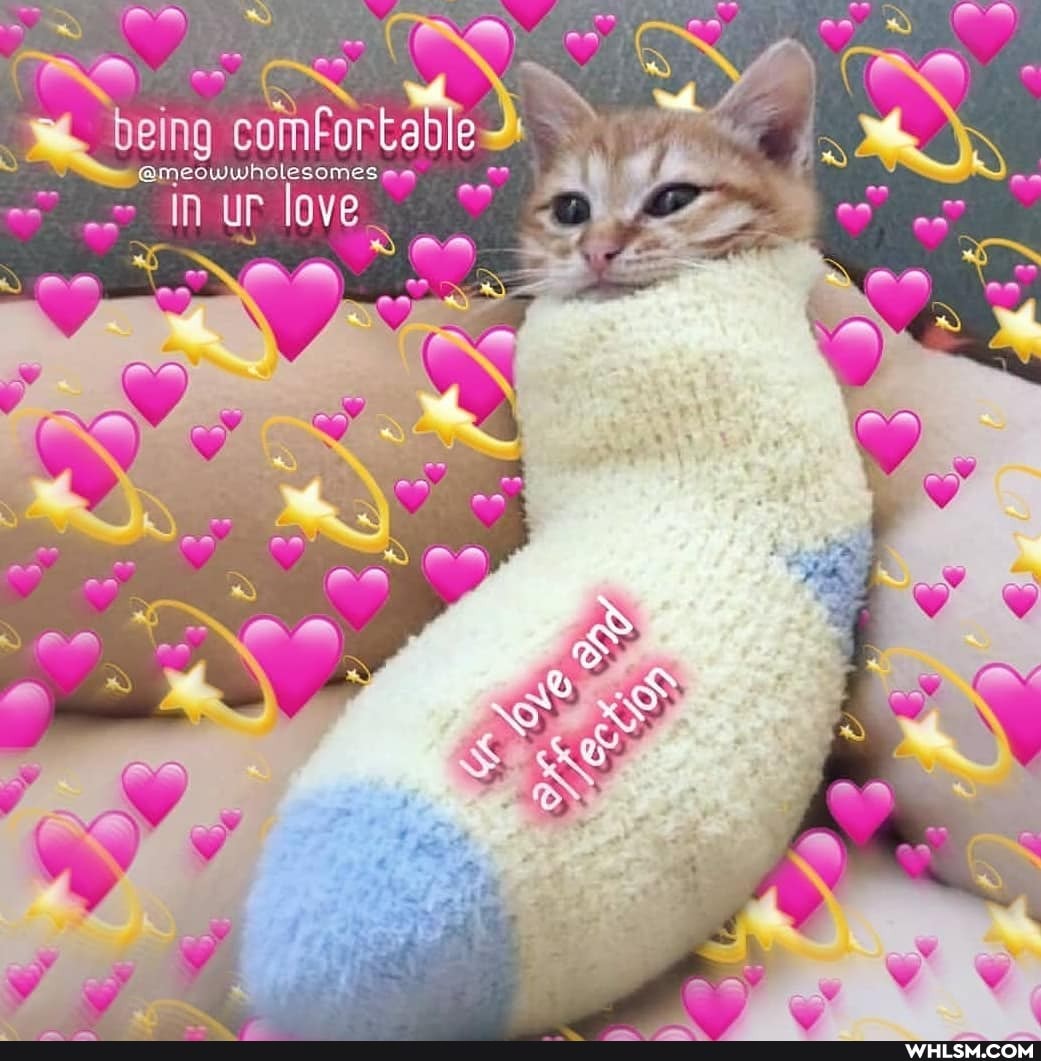 being
@meowwholesomes aa _ - love er