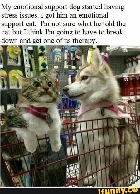 My emotional support dog started having stress issues. I got him an emotional support cat. I'm not sure what he told the cat but I think I'm going to have to break down and get one of us therapy.