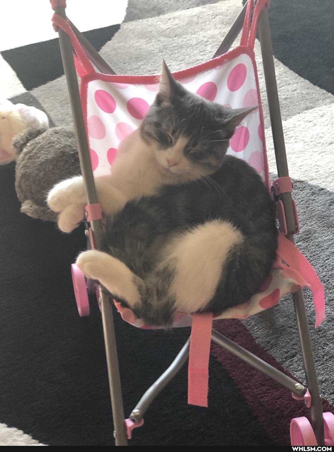 cat, aww, baby_animals