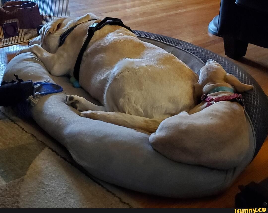 mom, senior, dog, finally, begrudgingly, new, puppy, sleep