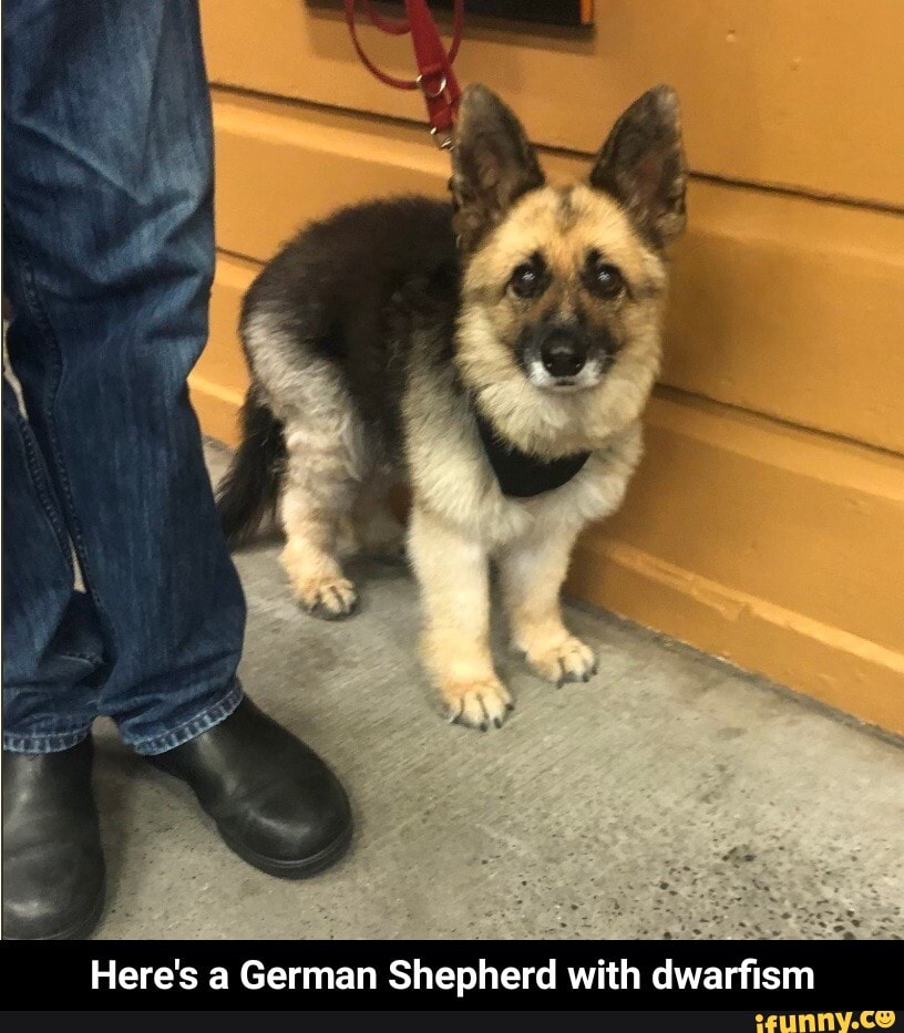 Here's a German Shepherd with dwarfism - Here's a German Shepherd with dwarfism