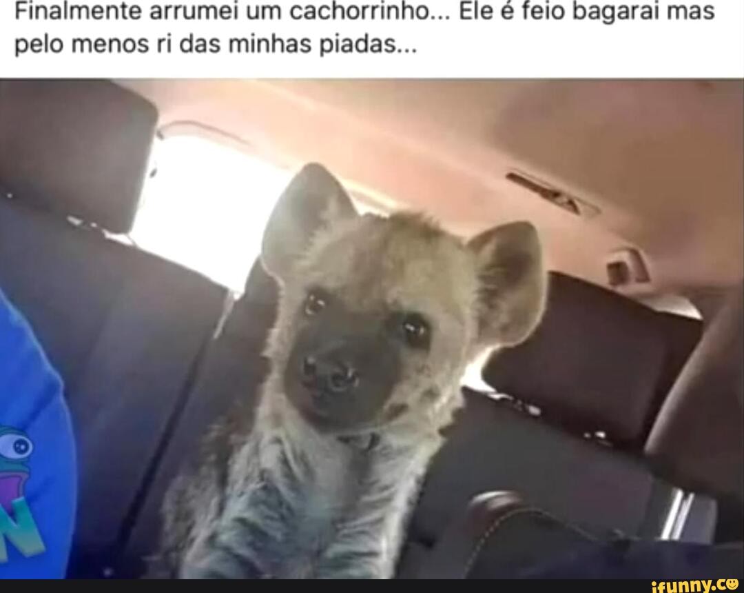 Finalmente arrumei um cachorrinho... Ele feio bagarai mas pelo menos ri das minhas piadas...