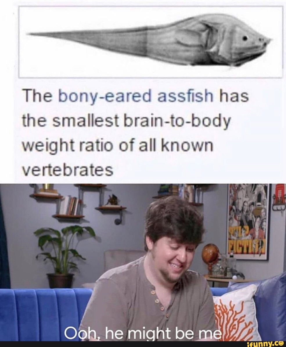 The bony-eared assfish has the smallest brain-to-body weight ratio of
