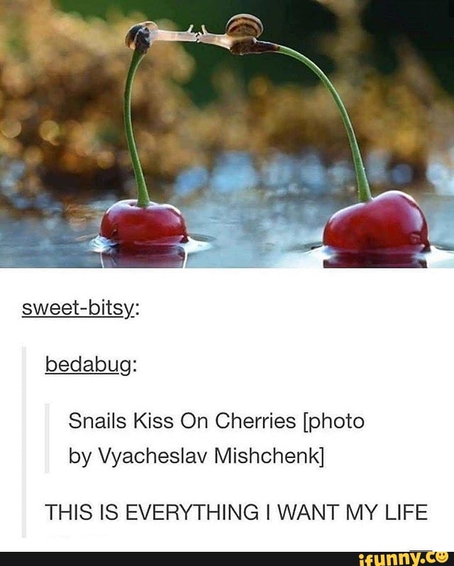 Snails Kiss On Cherries [photo
THIS IS EVERYTHING I WANT MY LIFE