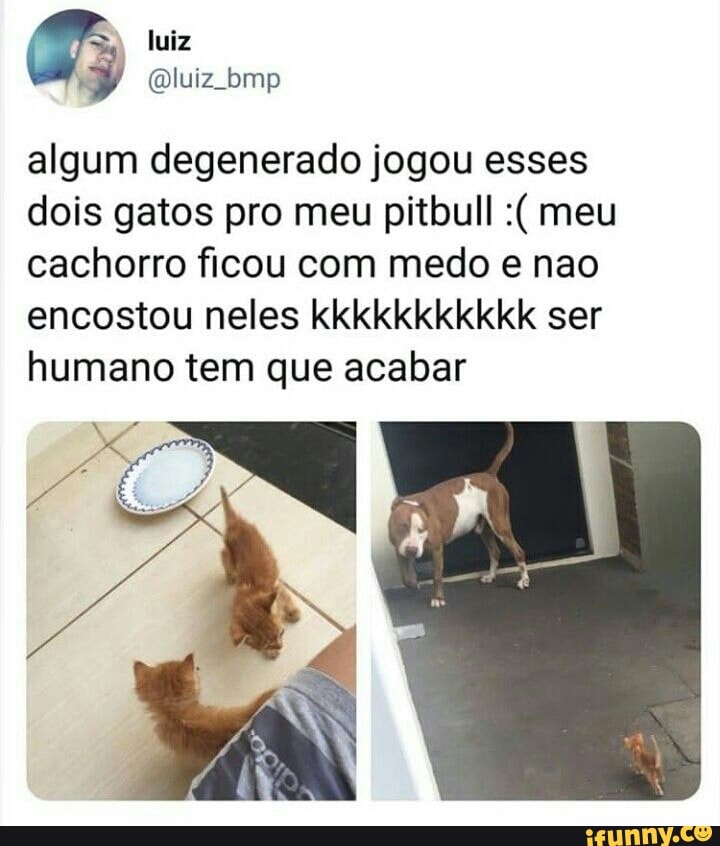 algum degenerado jogou esses
dois gatos pro meu pitbull meu
cachorro ficou com medo e nao
encostou neles kkkkkkkkkkk ser
humano tem que acabar