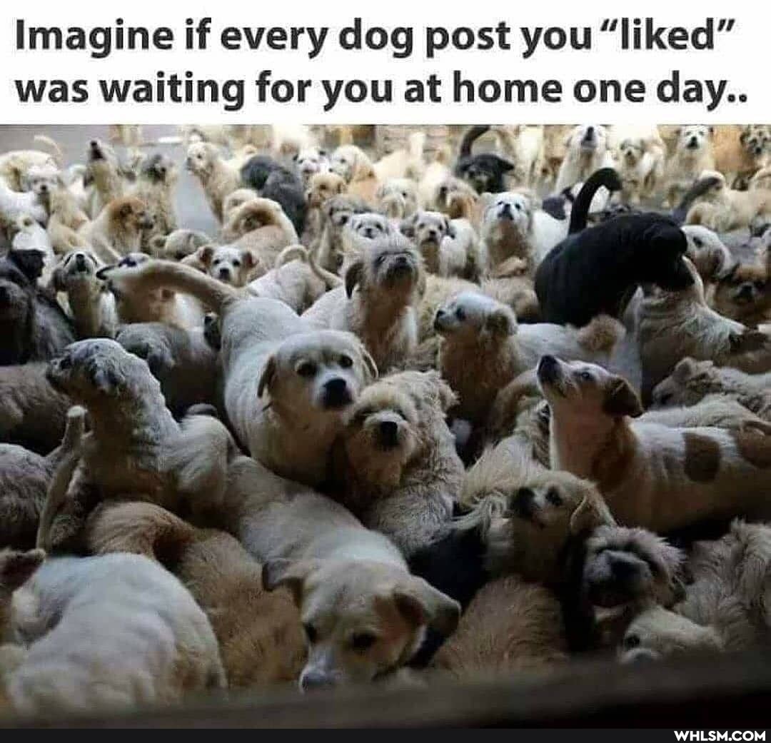 Imagine if every dog post you "liked" was waiting for you at home one day..