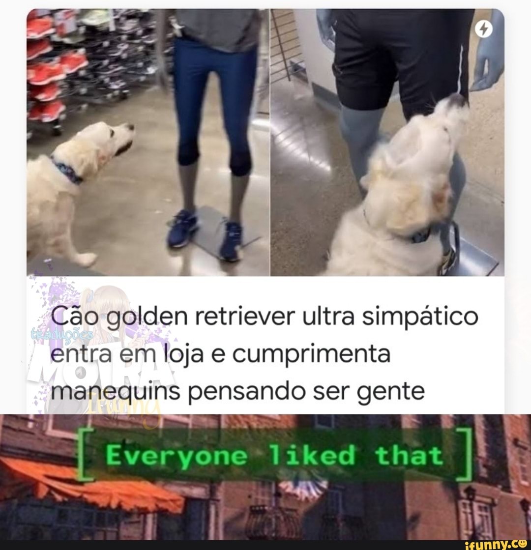 Cão go en retriever ultra simpático
entra em loja e cumprimenta
manequins pensando ser gente
Eve liked that
RE