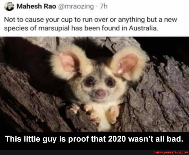 Mahesh Rao
Not to cause your cup to run over or anything but new species of marsupial has been found in Australia.
This little guy is proof that 2020 wasn't all bad.