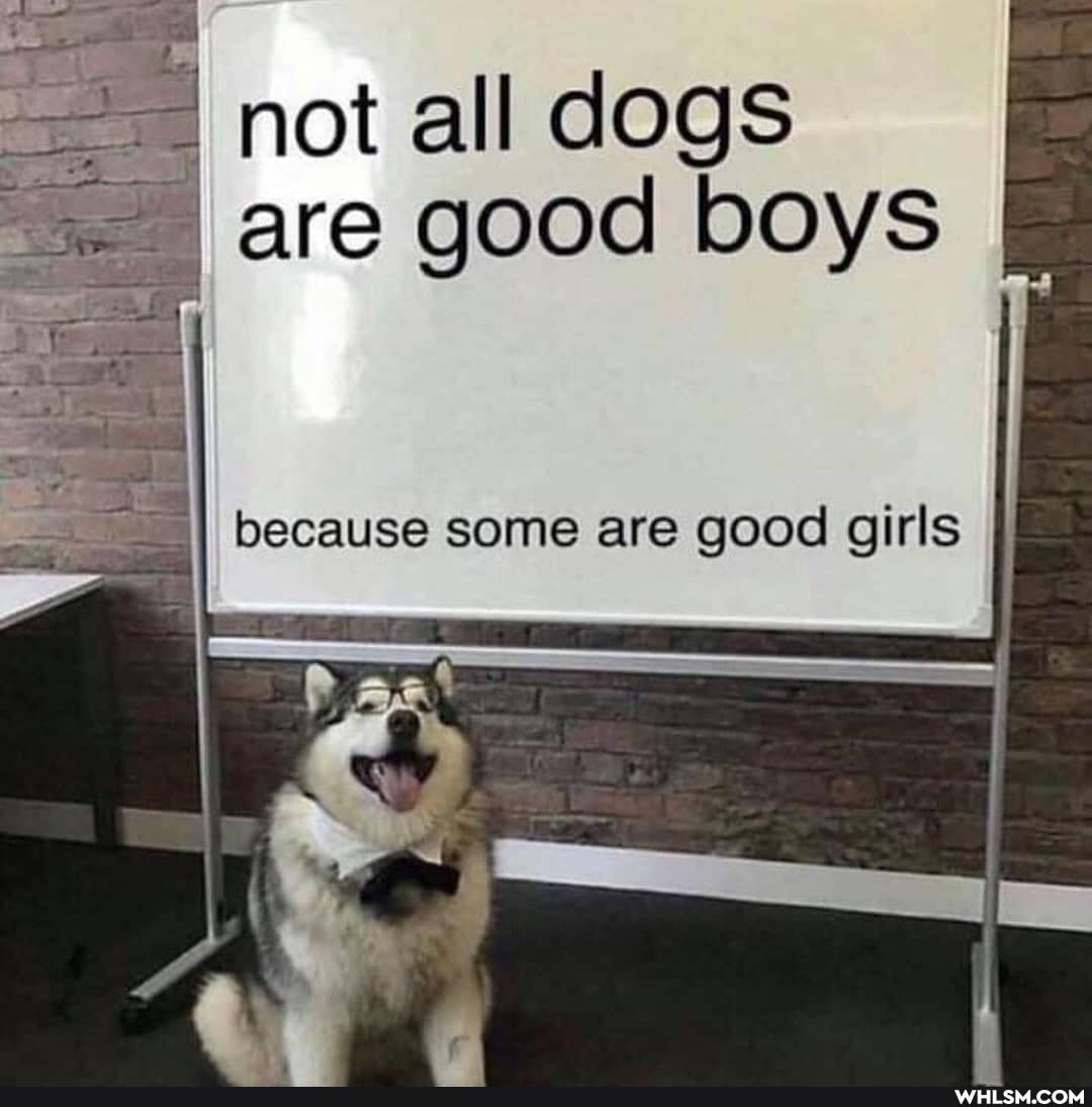 I not all dogs are good boys
because some are good girls