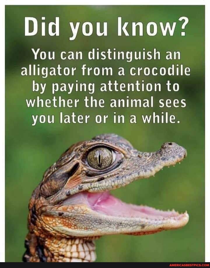 Did you know? You can distinguish an alligator from a crocodile by ...