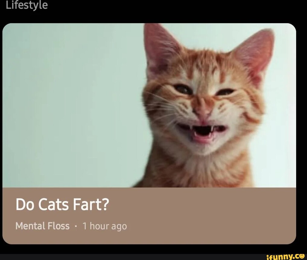 do cats fart