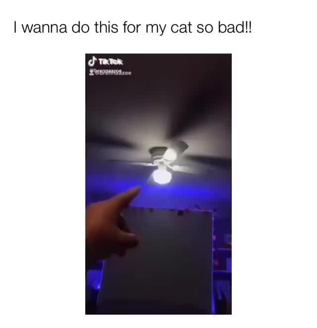 I Wanna Do This For My Cat So Badll
